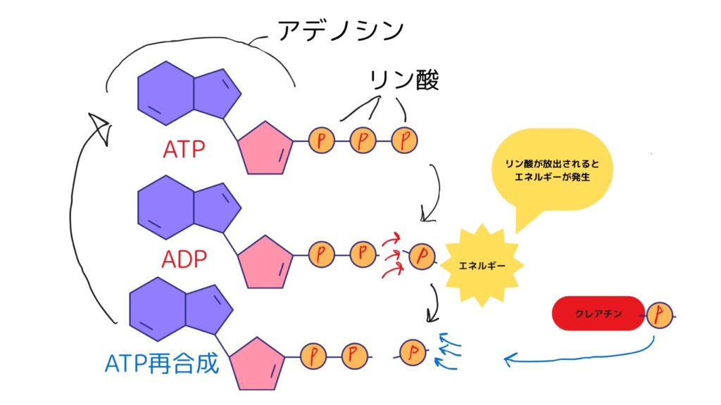 ATP、クレアチン